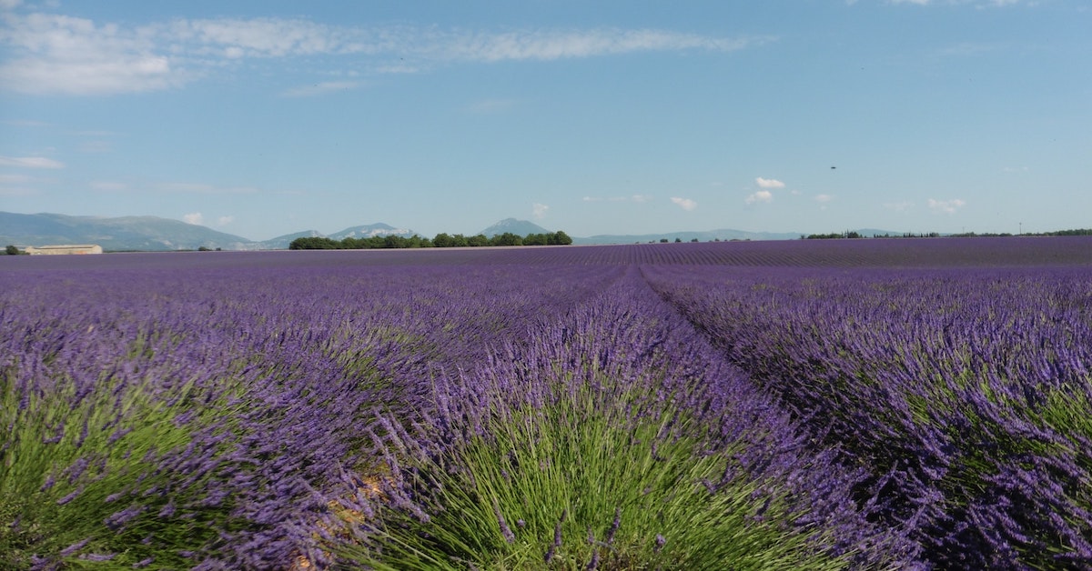 Valensole Lavender Fields_feature