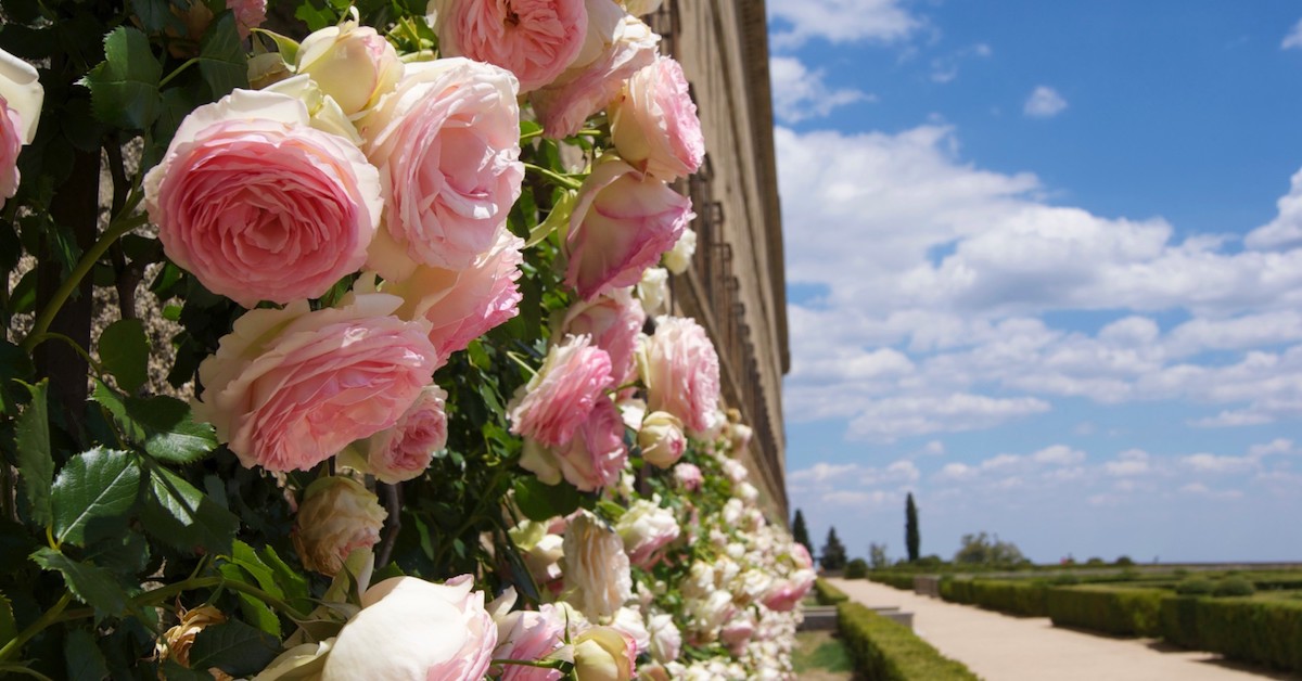 Bright pink peonies in Jardin de Los Frailes growing along the stone wall of San Lorenzo de El Escorial