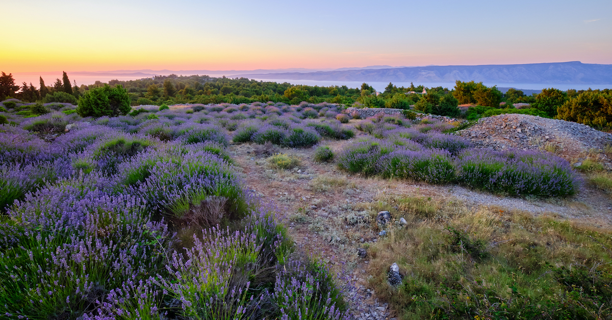 Hvar lavender fields at sunset with the sea and mountains in the distance