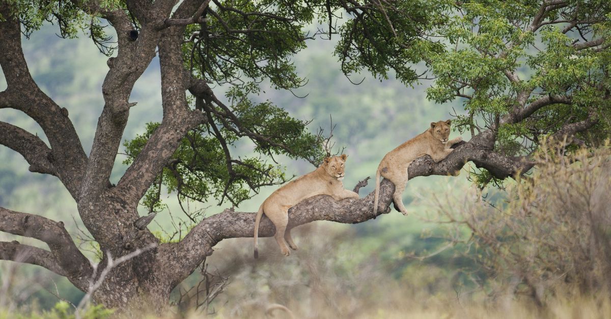 Lion